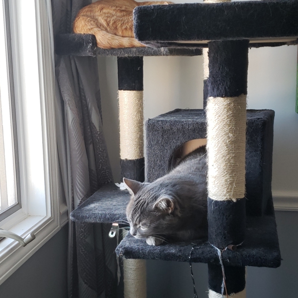 Meet your Posher, Donna